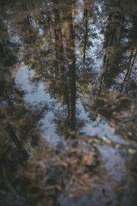 Reflection of trees in lake