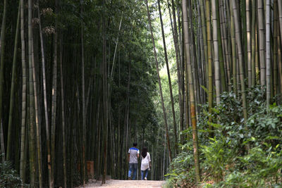 Rear view of couple walking in bamboo grove