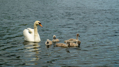 Large white mute swan swans young and cygnets in bevy group low level close up