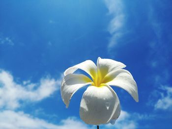 Close-up of white flower against blue sky