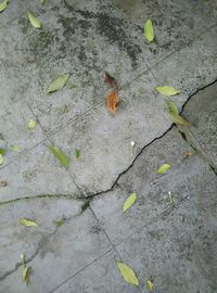 High angle view of leaves on street