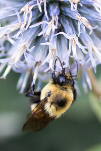 Close-up of bee on flower