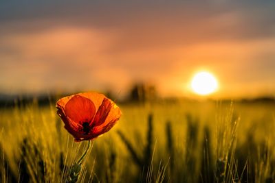 Close-up of plant growing on field at sunset