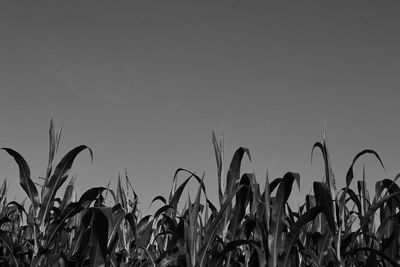 Close-up of crops growing on field against sky