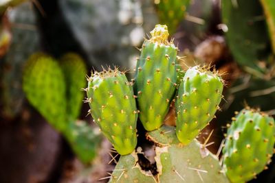 Close-up of prickly pear cactus