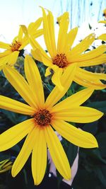 Close-up of yellow flowering plant in park