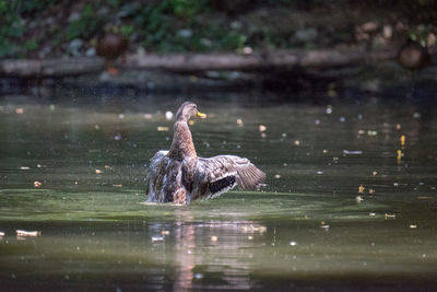 View of a duck in a lake