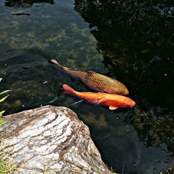 Ducks swimming in pond