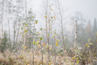 Close-up of plants against blurred background