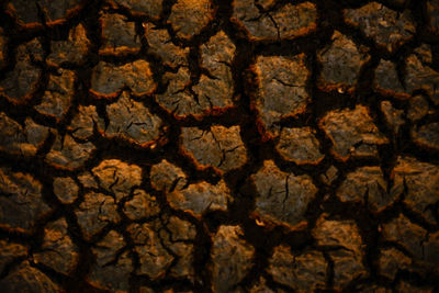 Full frame shot of dry leaf