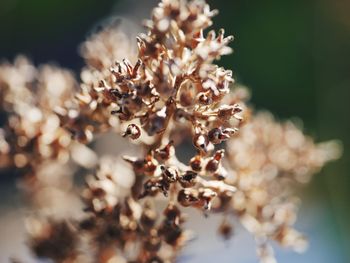 Close-up of flowers on tree