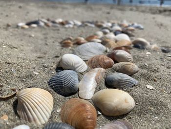 High angle view of seashells on beach