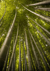 Low angle view of bamboo trees in forest