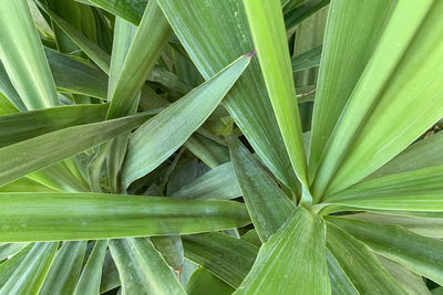 Full frame shot of green leaf