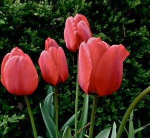 Close-up of red tulips