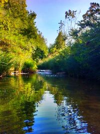 Reflection of trees in lake