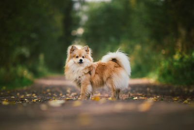 Portrait of dog on footpath