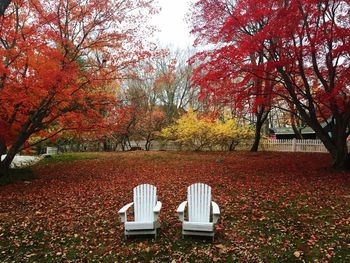 Autumn trees in park