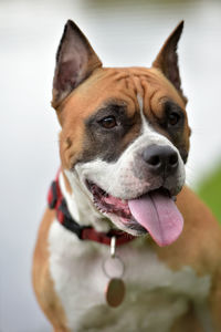 Close-up of dog looking away