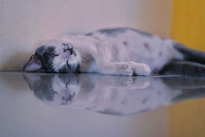 Close-up of turtle lying down in water