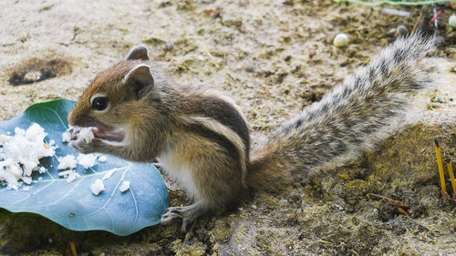 High angle view of squirrel on land