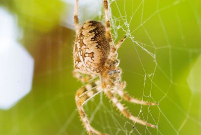 Close-up of spider on web