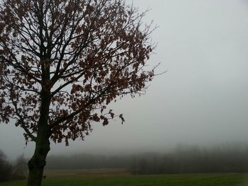Trees in foggy weather