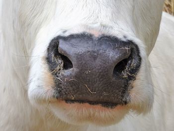 Cropped image of cow nose