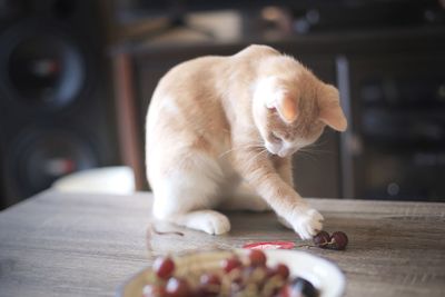 Close-up of a cat