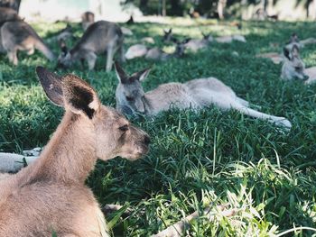  view of kangaroos lying in nature