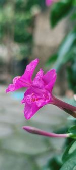 Close-up of pink rose flower