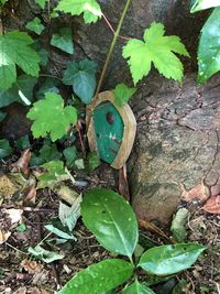 High angle view of ivy growing on tree trunk