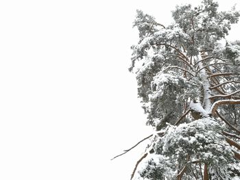 Low angle view of trees against clear sky during winter