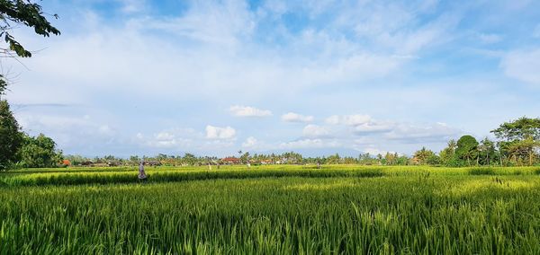 Rice fields ubud