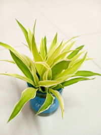 Close-up of plant against white background