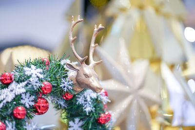 Close-up of christmas tree on plant