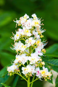 Close-up of white flowering plant