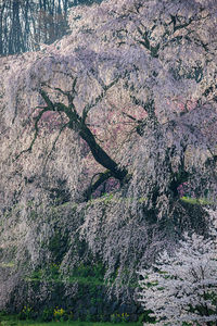 Full frame shot of trees in forest