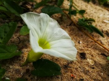 Close-up of white flower