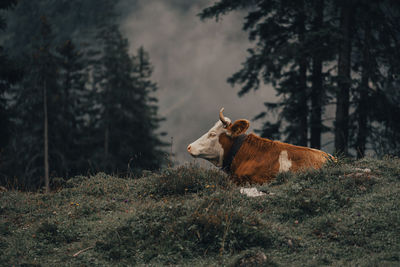 Cow in a field