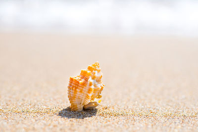 Close-up of shell on beach