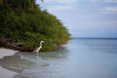 View of a bird in the sea