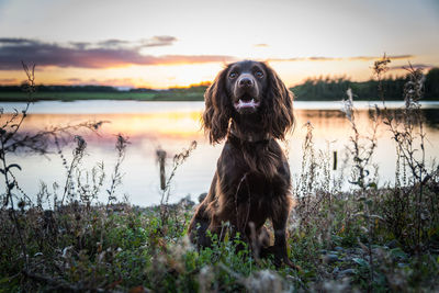 Dog standing on lakeshore against sky during sunset