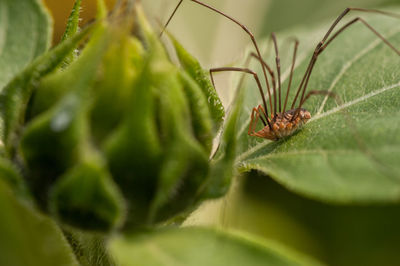 Close-up of insect on plant