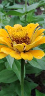 Close-up of yellow flower