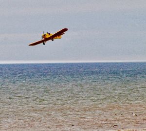 View of a bird flying over sea