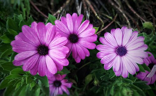 Close-up of fresh pink flowers blooming outdoors