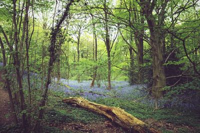 Trees in forest