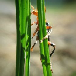 Close-up of insect on plant