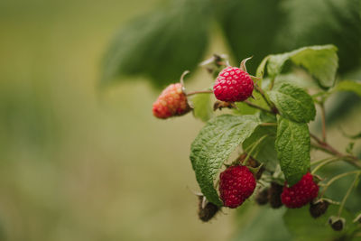 Fresh organic wild red raspberry on the bush with green leaves, close up